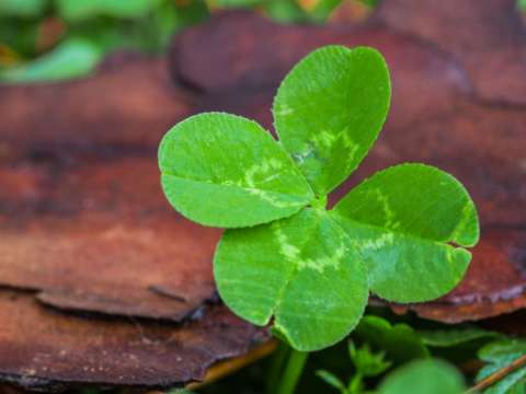 Can a 401k Fiduciary Rely on Luck?
